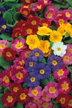 Picture of Polyanthus - Pacific Giant Blended Mixture